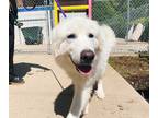 Adopt Earhart a White Great Pyrenees / Mixed dog in Madison, NJ (41344600)