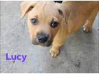 Adopt Lucy Disney Wish Litter a Tan/Yellow/Fawn Cattle Dog dog in Acworth