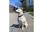 Adopt Momo a White - with Red, Golden, Orange or Chestnut Shiba Inu dog in