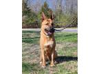 Adopt Goose a Brown/Chocolate German Shepherd Dog / Mixed Breed (Medium) / Mixed