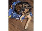 Adopt Taza a Black - with Tan, Yellow or Fawn German Shepherd Dog / Mixed dog in