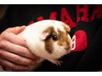 Adopt Stella (fostered in Omaha) a White Guinea Pig small animal in Papillion