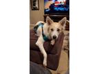 Adopt Stella a White Border Collie / American Eskimo Dog / Mixed dog in Middle