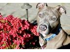 Adopt Julie a American Pit Bull Terrier dog in Bellingham, WA (40681855)