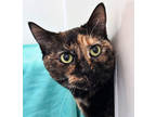 Adopt Jewels a All Black Domestic Shorthair / Domestic Shorthair / Mixed cat in