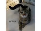 Adopt Pandora a Brown Tabby Domestic Shorthair / Mixed (short coat) cat in