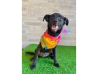 Adopt Holly a Black Labrador Retriever / Patterdale Terrier (Fell Terrier) dog