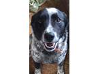 Adopt Crosby a Black - with White Border Collie / Mixed dog in Juneau