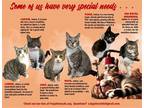 Adopt We Are Special (needs: food &/or medical) a Domestic Shorthair / Mixed