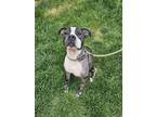 Adopt Apple a Black American Pit Bull Terrier / Mixed dog in South Abington