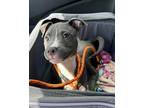 Adopt Mater a Gray/Silver/Salt & Pepper - with White American Staffordshire