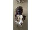 Adopt Cooper a White - with Brown or Chocolate Australian Shepherd / Mixed dog