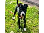 Adopt Sienna a Black - with White American Staffordshire Terrier dog in Bristol
