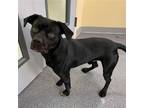 Adopt Mars a Black - with White Boxer / Pit Bull Terrier / Mixed dog in