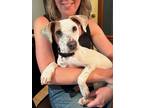 Adopt Penny a White - with Brown or Chocolate Jack Russell Terrier dog in