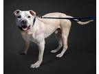 Adopt Bandy a American Pit Bull Terrier / Boxer dog in Raleigh, NC (41402145)