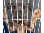Adopt Toad a Gray/Blue/Silver/Salt & Pepper American Pit Bull Terrier / Mixed
