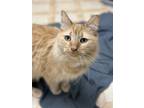 Adopt River a Orange or Red Domestic Mediumhair / Domestic Shorthair / Mixed