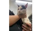 Adopt Spearow a White Domestic Shorthair / Domestic Shorthair / Mixed cat in