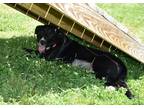 Adopt Zayda a Black Mixed Breed (Medium) / Mixed dog in Point Pleasant