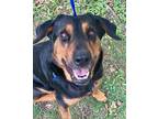 Adopt Maddie *VIP* a Black Rottweiler / Labrador Retriever / Mixed (short coat)