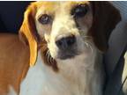 Adopt Fairly Odd Momma :Trixie a White - with Brown or Chocolate Beagle /