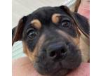 Adopt Figaro Disney Wish Litter a Black - with Tan, Yellow or Fawn Cattle Dog