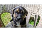 Adopt Ashley Wilkes Gone with the wind litter a Brindle Australian Shepherd /