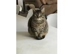 Adopt Katwithakay a Brown Tabby American Shorthair / Mixed (short coat) cat in