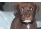 Adopt Twix a Brown/Chocolate Labrador Retriever dog in Bronx, NY (41393406)
