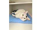Adopt Tori a White Domestic Shorthair / Mixed cat in Milltown, NJ (41144310)