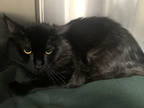 Adopt Zog a All Black Domestic Mediumhair / Domestic Shorthair / Mixed cat in
