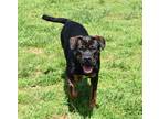 Adopt Hank Hill a Black Mixed Breed (Large) / Mixed dog in Point Pleasant