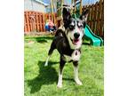 Adopt Bella a Black - with White Husky / Shepherd (Unknown Type) dog in sealy