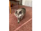 Adopt Bochy (aka Kitty) a Gray or Blue Russian Blue / Mixed (medium coat) cat in
