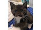 Adopt Triscuit a Black & White or Tuxedo American Shorthair / Mixed (short coat)