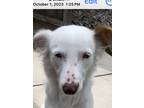 Adopt Sissy a White - with Brown or Chocolate Australian Cattle Dog / Mixed dog