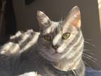 Adopt Sarah a Gray, Blue or Silver Tabby Tabby / Mixed (short coat) cat in