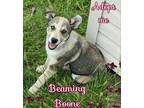 Adopt Boone a White - with Gray or Silver German Shepherd Dog / Blue Heeler /