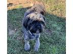 Adopt Fonzie a Black Shih Tzu dog in Houston, TX (41317865)