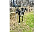 Adopt Meadow a Black Great Dane / Mixed dog in Dallas, TX (41153292)