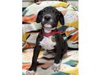 Adopt Marla a Black Mixed Breed (Large) / Mixed dog in Columbus, OH (41371370)