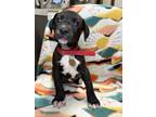 Adopt Bubbles a Black Mixed Breed (Large) / Mixed dog in Columbus, OH (41371374)