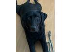 Adopt Macey a Black Labrador Retriever / Mixed dog in Stevenson Ranch
