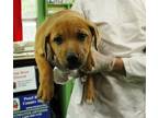 Adopt Kaya a Red/Golden/Orange/Chestnut Labrador Retriever / Mixed dog in