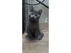 Adopt Arlo a Gray or Blue Domestic Shorthair / Domestic Shorthair / Mixed cat in