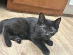 Adopt Apple a All Black Domestic Shorthair / Domestic Shorthair / Mixed cat in