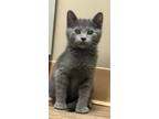 Adopt Ace a Gray or Blue Domestic Shorthair / Domestic Shorthair / Mixed cat in