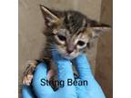 Adopt String Bean a Domestic Shorthair / Mixed (short coat) cat in Fort Walton