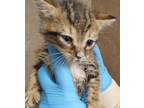 Adopt Zucchini a Domestic Shorthair / Mixed (short coat) cat in Fort Walton